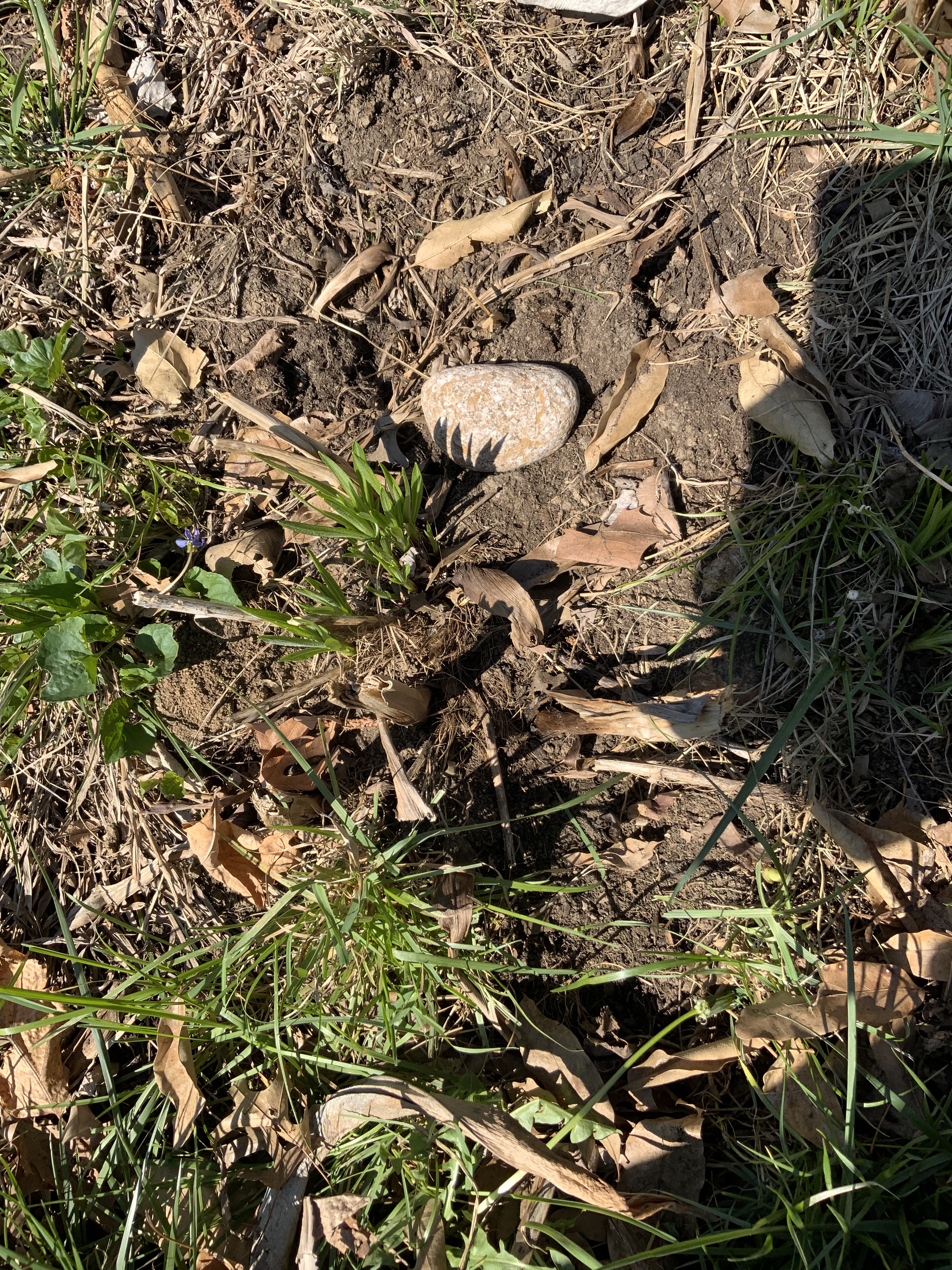 aerial view of native plant plot