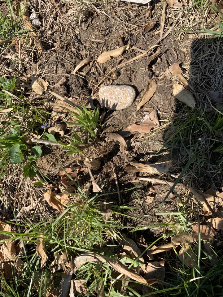 aerial view of native plant plot